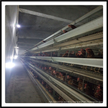 Poultry Chicken Layer Cages